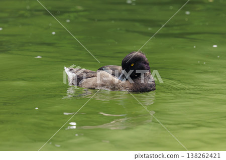 Bird swims gracefully in a serene pond surrounded by lush greenery during a calm afternoon Bird swims gracefully in a serene pond surrounded by lush greenery during a calm afternoon 138262421