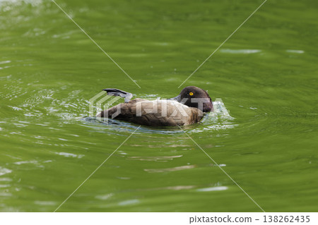 Swimming duck enjoys a peaceful moment on a serene green pond in bright daylight Swimming duck enjoys a peaceful moment on a serene green pond in bright daylight 138262435