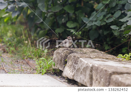Bird resting on a stone edge near lush greenery in the late afternoon light Bird resting on a stone edge near lush greenery in the late afternoon light 138262452