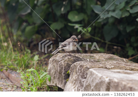 Small bird foraging on a stone surface in a lush green garden during a quiet afternoon Small bird foraging on a stone surface in a lush green garden during a quiet afternoon 138262453