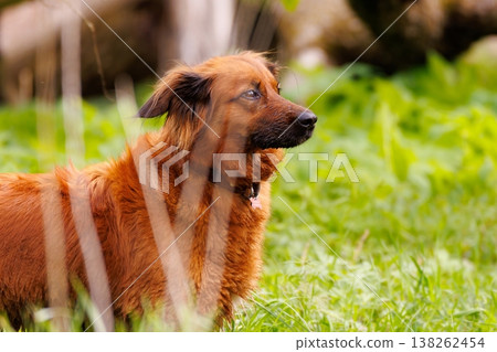Curious dog enjoys a moment of stillness in a vibrant green meadow during a sunny afternoon 138262454