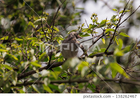 Bird perched on a branch surrounded by lush green foliage in a serene natural setting Bird perched on a branch surrounded by lush green foliage in a serene natural setting 138262467
