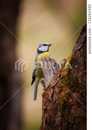 Vibrant blue tit perched on a moss-covered tree trunk in a tranquil woodland setting 138262480