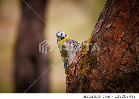 Colorful tit bird perches on a tree trunk in a serene forest setting during a sunny day 138262482