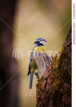Bright blue and yellow bird perched on a mossy tree trunk in a serene forest setting Bright blue and yellow bird perched on a mossy tree trunk in a serene forest setting 138262483
