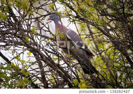 Wood pigeon perches gracefully among vibrant spring leaves in a peaceful forest setting Wood pigeon perches gracefully among vibrant spring leaves in a peaceful forest setting 138262487