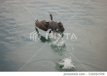 Bird dances on water as it catches a fish in the shimmering lake during a tranquil morning Bird dances on water as it catches a fish in the shimmering lake during a tranquil morning 138262509