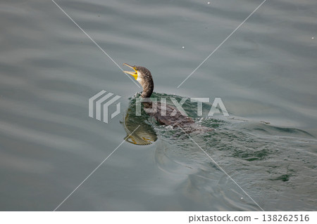 Cormorant gliding gracefully across tranquil waters during a serene morning in nature Cormorant gliding gracefully across tranquil waters during a serene morning in nature 138262516
