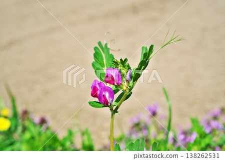 紅花野豌豆花（春季，三月） 138262531