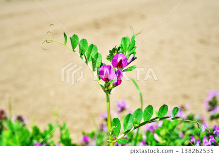 紅花野豌豆花（春季，三月） 138262535