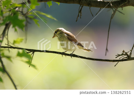 Small bird perched on a branch in a serene early morning forest scene Small bird perched on a branch in a serene early morning forest scene 138262551