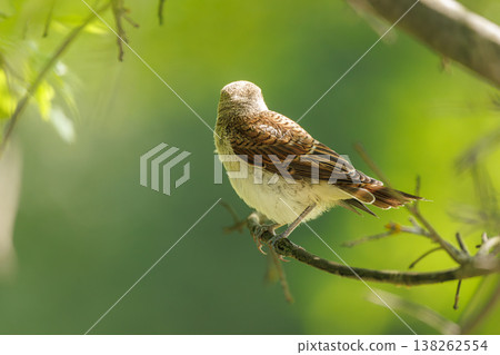 Unique brown bird perched quietly on a branch in a vibrant green forest setting 138262554