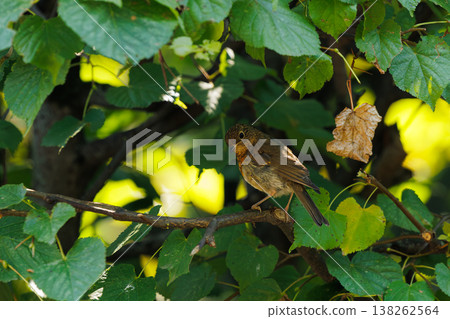 Bird perched quietly on a branch surrounded by vibrant green leaves in a calm natural setting Bird perched quietly on a branch surrounded by vibrant green leaves in a calm natural setting 138262564