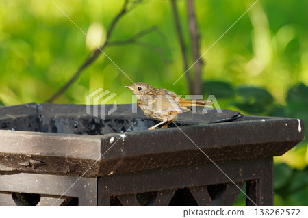 Small bird perches on garden ornament while sunlight filters through the leaves in a serene outdoor setting Small bird perches on garden ornament while sunlight filters through the leaves in a serene outdoor setting 138262572
