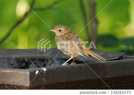 Delightful young bird perched on a garden statue against a vibrant green backdrop 138262573
