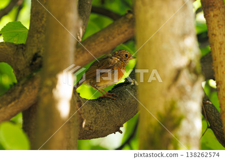 Small bird perched quietly on a branch surrounded by vibrant green leaves in the warm afternoon sunlight Small bird perched quietly on a branch surrounded by vibrant green leaves in the warm afternoon sunlight 138262574