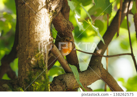 A small bird rests quietly among branches in a sunlit forest, surrounded by green leaves 138262575