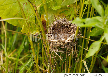Small bird nest nestled among lush green foliage in a tranquil garden setting 138262588