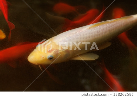Bright koi fish swim gracefully in a tranquil pond surrounded by colorful companions Bright koi fish swim gracefully in a tranquil pond surrounded by colorful companions 138262595