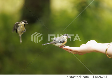 Birds feeding from a person's hand in a lush green park during a sunny afternoon 138262610