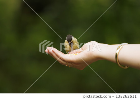 Tiny bird perched on a hand, enjoying a meal in a lush green garden at midday Tiny bird perched on a hand, enjoying a meal in a lush green garden at midday 138262611