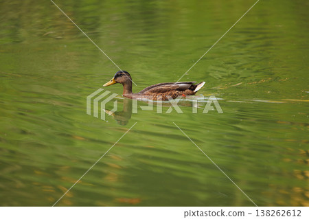 Serene brown duck gliding across the calm green waters of a tranquil pond during a sunny afternoon Serene brown duck gliding across the calm green waters of a tranquil pond during a sunny afternoon 138262612
