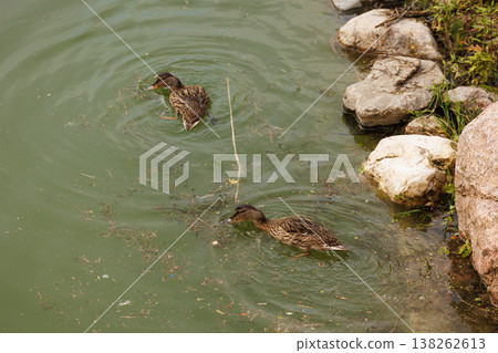 Ducks swimming peacefully in a calm pond surrounded by rocks and greenery on a sunny day Ducks swimming peacefully in a calm pond surrounded by rocks and greenery on a sunny day 138262613