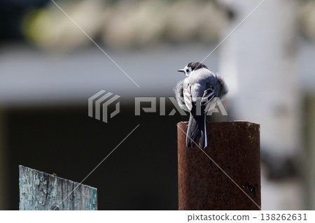 Softly perched bird resting on rustic pole in the warm afternoon sun of a serene countryside setting 138262631