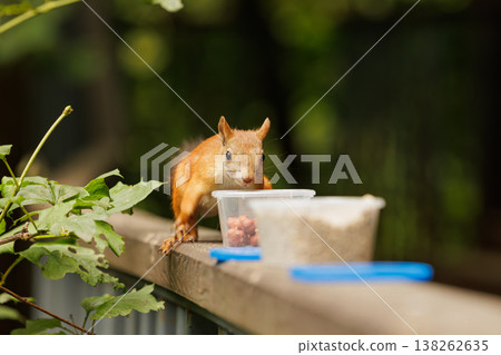 Squirrel exploring a snack on a sunny day in a park, lively and curious about the treats nearby Squirrel exploring a snack on a sunny day in a park, lively and curious about the treats nearby 138262635