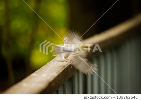 Birds taking flight near a wooden railing in a lush green forest on a bright sunny day Birds taking flight near a wooden railing in a lush green forest on a bright sunny day 138262646