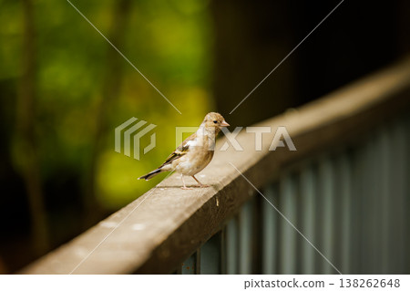 Small bird perched on a wooden railing in a serene forest during the afternoon light Small bird perched on a wooden railing in a serene forest during the afternoon light 138262648