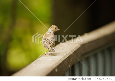 Small bird perched quietly on a wooden railing in a lush green garden at dawn 138262649