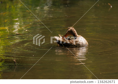 Duck enjoys a peaceful moment in the tranquil waters of a serene pond surrounded by lush greenery Duck enjoys a peaceful moment in the tranquil waters of a serene pond surrounded by lush greenery 138262671