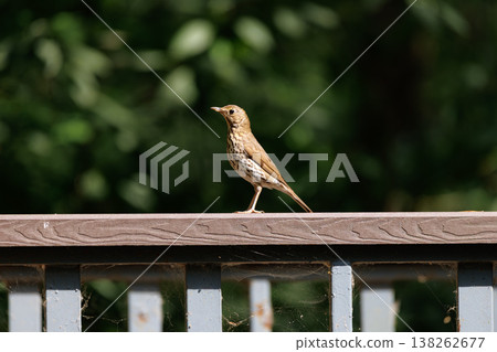 Small brown bird stands on wooden railing with greenery in the background on a sunny day in nature 138262677
