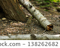 Bird foraging on the forest floor among fallen branches in a quiet wooded area 138262682