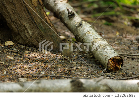 Bird foraging on the forest floor among fallen branches in a quiet wooded area Bird foraging on the forest floor among fallen branches in a quiet wooded area 138262682