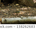 Bird foraging on the forest floor during a warm afternoon under dappled sunlight 138262683