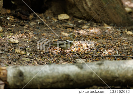Bird foraging on the forest floor during a warm afternoon under dappled sunlight Bird foraging on the forest floor during a warm afternoon under dappled sunlight 138262683