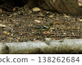 Small bird foraging on the forest floor among leaves and twigs during a sunny afternoon 138262684