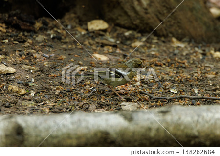 Small bird foraging on the forest floor among leaves and twigs during a sunny afternoon Small bird foraging on the forest floor among leaves and twigs during a sunny afternoon 138262684