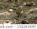 Bird foraging among leaves and twigs in a serene forest setting during a bright afternoon 138262685