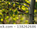 Bird perched on a branch surrounded by lush green foliage in a serene forest setting during daylight 138262686
