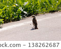 Small bird walks along a sunny path surrounded by green grass and bright flowers during a beautiful day 138262687