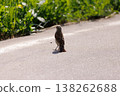 Small bird explores a sunny roadside surrounded by green grass and vibrant wildflowers in late spring 138262688