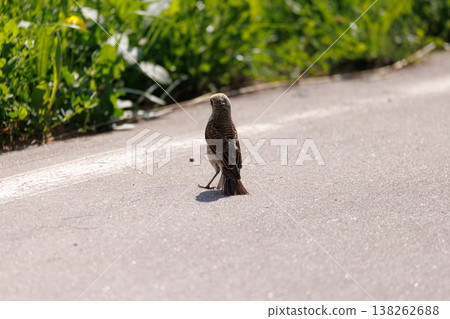 Small bird explores a sunny roadside surrounded by green grass and vibrant wildflowers in late spring Small bird explores a sunny roadside surrounded by green grass and vibrant wildflowers in late spring 138262688