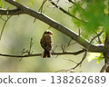 Captivating little bird perched on a branch in the serene forest during a sunny afternoon 138262689