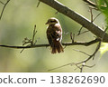 Colorful bird perched on branch in a serene forest setting during bright daylight 138262690