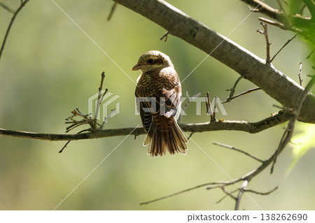 Colorful bird perched on branch in a serene forest setting during bright daylight Colorful bird perched on branch in a serene forest setting during bright daylight 138262690