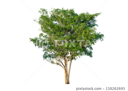 Green tree isolated on transparent background with clipping path, single tree with clipping path and alpha channel. are Forest and foliage in summer for both printing and web pages. Green tree isolated on transparent background with clipping path, single tree with clipping path and alpha channel. are Forest and foliage in summer for both printing and web pages. 138262693