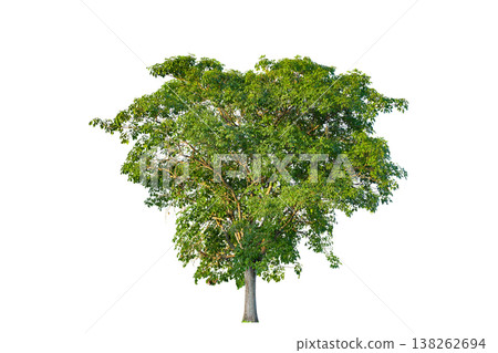 Green tree isolated on transparent background with clipping path, single tree with clipping path and alpha channel. are Forest and foliage in summer for both printing and web pages. Green tree isolated on transparent background with clipping path, single tree with clipping path and alpha channel. are Forest and foliage in summer for both printing and web pages. 138262694